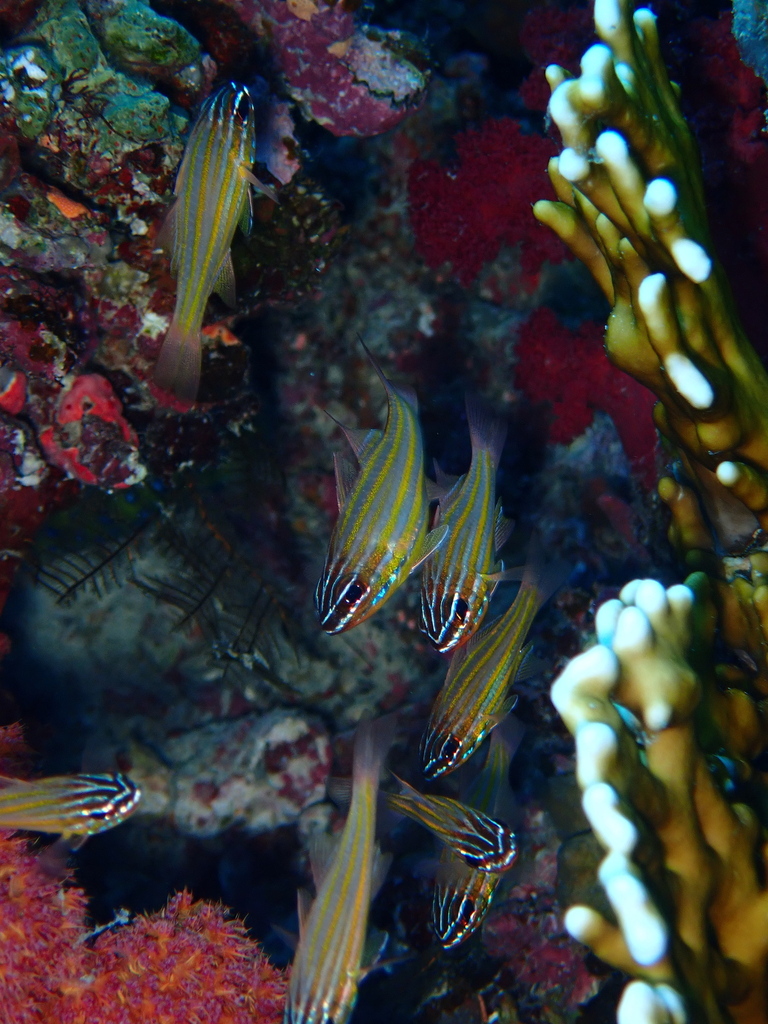 Blue-lined Cardinalfish