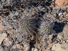 Echinocereus engelmannii fasciculatus