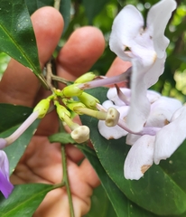 Brunfelsia pauciflora