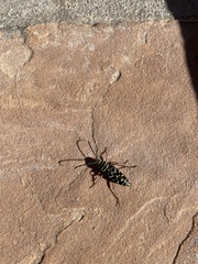 Megacyllene caryae