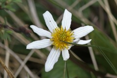 Caltha chionophila