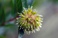 Cephalanthus natalensis