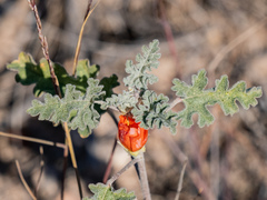 Sphaeralcea ambigua