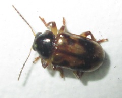 Microeurydemus africanus