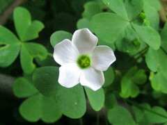 Oxalis incarnata