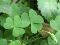 Oxalis incarnata