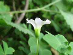 Oxalis incarnata