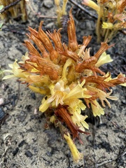 Aphyllon franciscanum