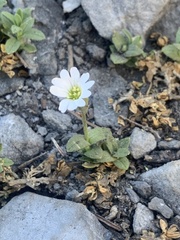 Cerastium beeringianum