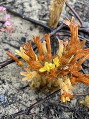 Aphyllon franciscanum