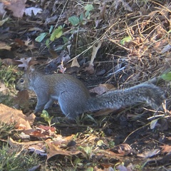 Sciurus carolinensis