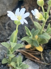 Cerastium beeringianum