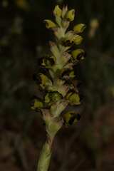 Pterygodium ingeanum