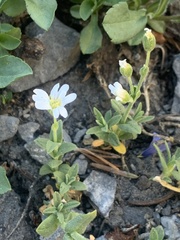 Cerastium beeringianum