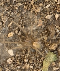 Corinnoidea