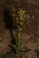 Pterygodium ingeanum