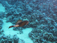 Balistoides viridescens