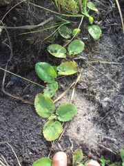 Centella