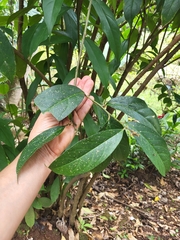 Brunfelsia pauciflora