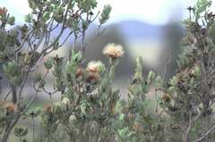 Protea glabra
