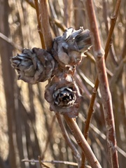 Rabdophaga strobiloides