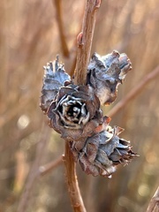 Rabdophaga strobiloides