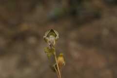Disa spathulata spathulata