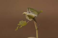 Disa spathulata spathulata