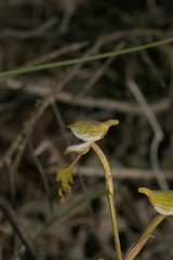 Disa spathulata spathulata