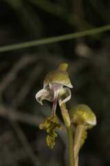 Disa spathulata spathulata