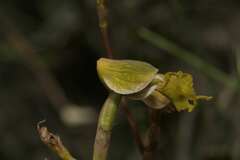 Disa spathulata spathulata