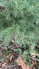 Cupressaceae