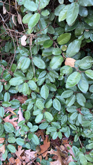 Elaeagnus