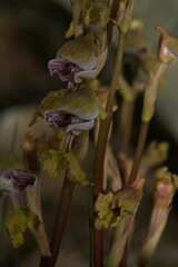 Disa spathulata spathulata