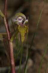 Disa spathulata spathulata
