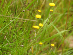 Leptorhynchos squamatus