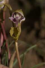 Disa spathulata spathulata
