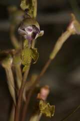 Disa spathulata spathulata