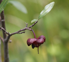 Ochna serrulata
