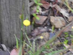 Leptorhynchos squamatus