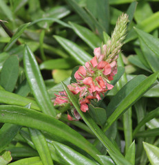 Indigofera hendecaphylla