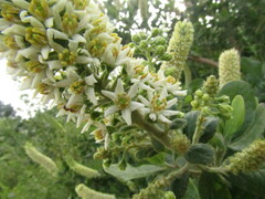 Escallonia pulverulenta