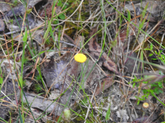 Leptorhynchos squamatus