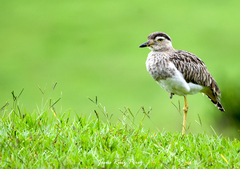 Burhinus bistriatus