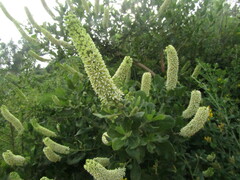 Escallonia pulverulenta