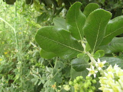 Escallonia pulverulenta