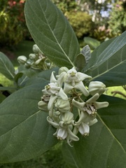 Calotropis