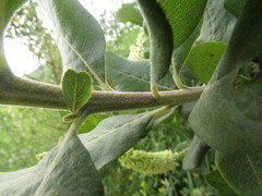 Escallonia pulverulenta