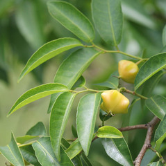 Sclerocroton integerrimus