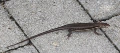 Trachylepis varia